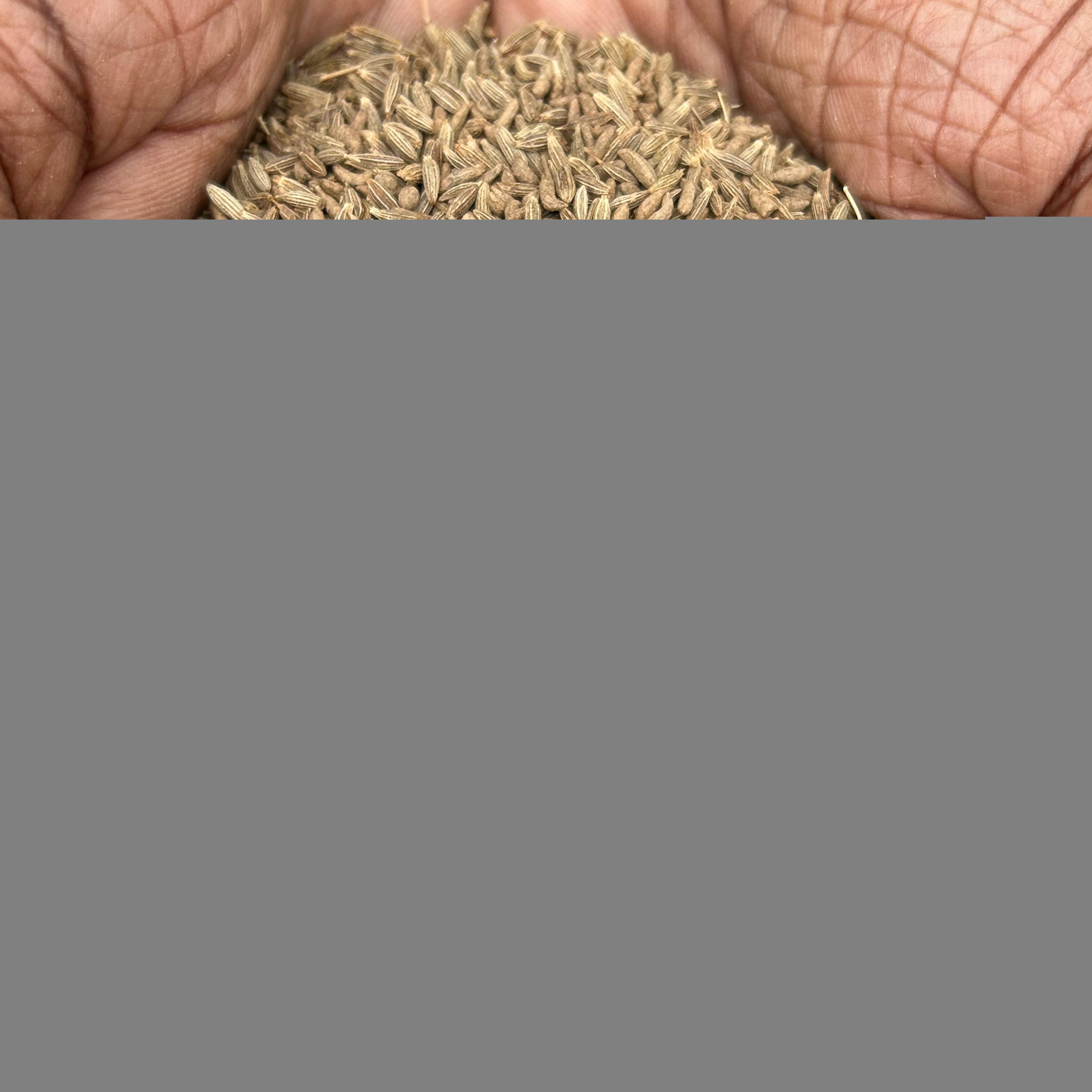 Non-GMO Cumin seeds jeera direct supply from agriculture land to worldwide importers.