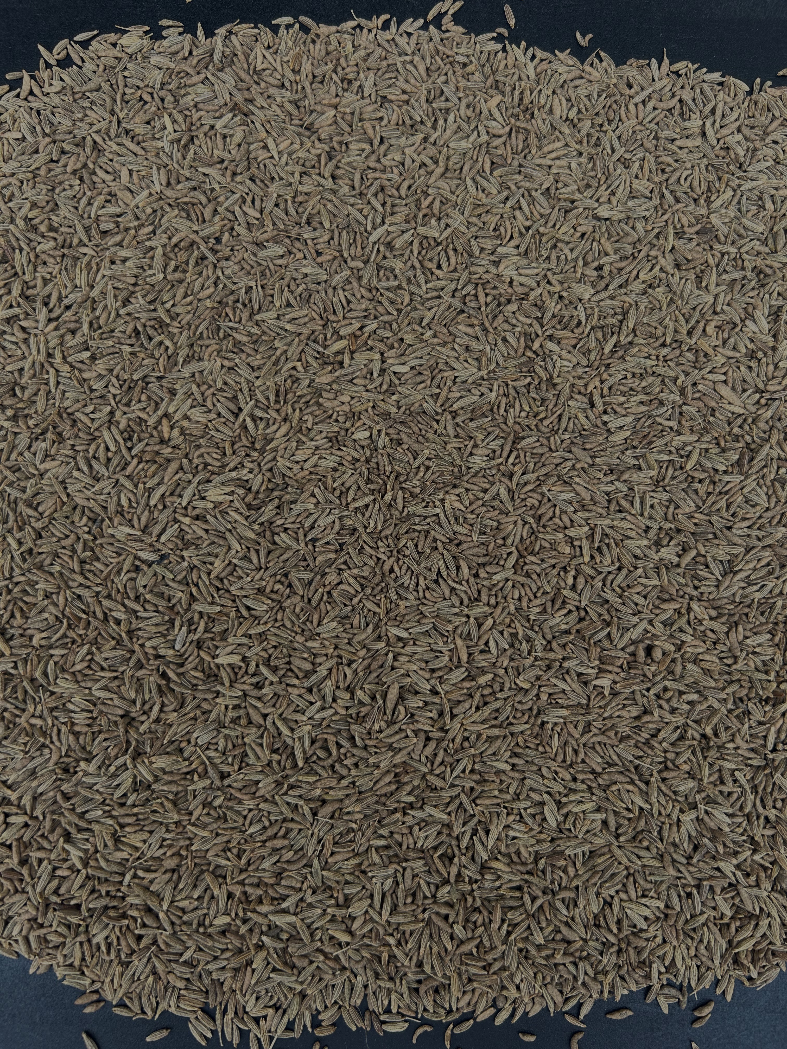 Indian cumin seeds factory sortex cleaned 97.5%,98%,98.5%,99%,99.5% purity available for export.