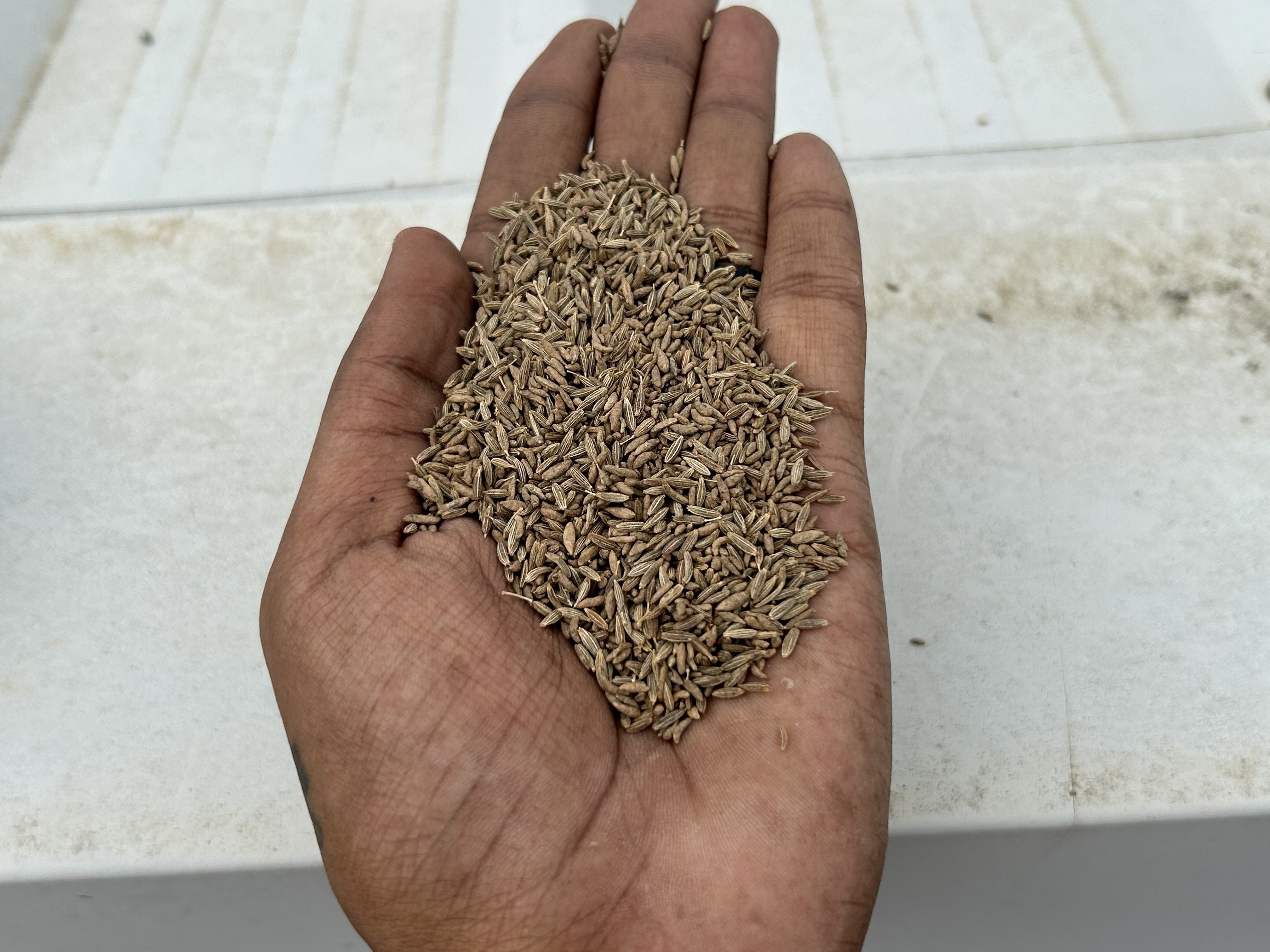 Indian cumin seeds jeera Sortex cleaned direct supply from factory to importer at wholesale price