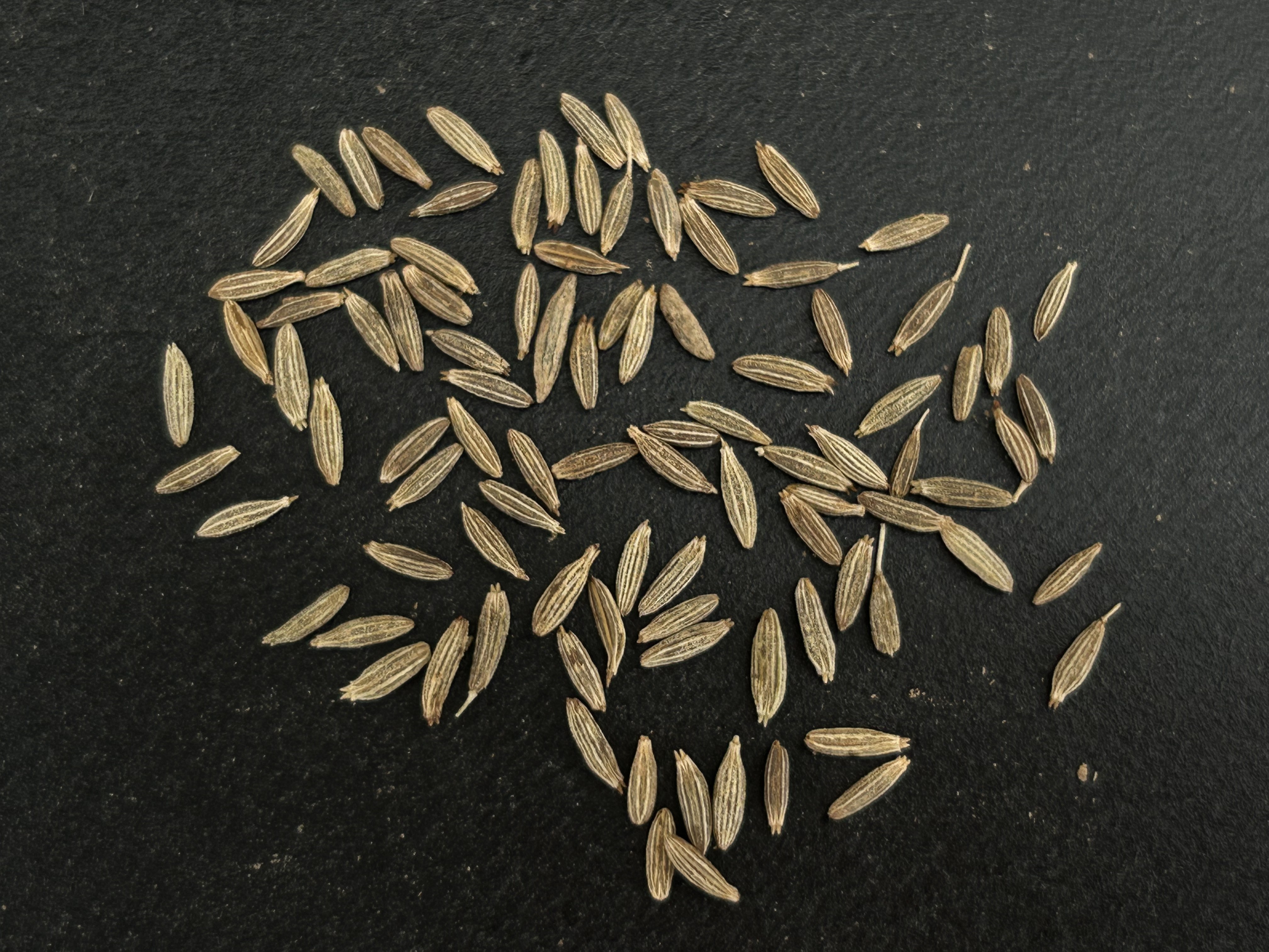 Cumin seeds 98.5% sortex cleaned single spice for seasonings exporters to UAE and China