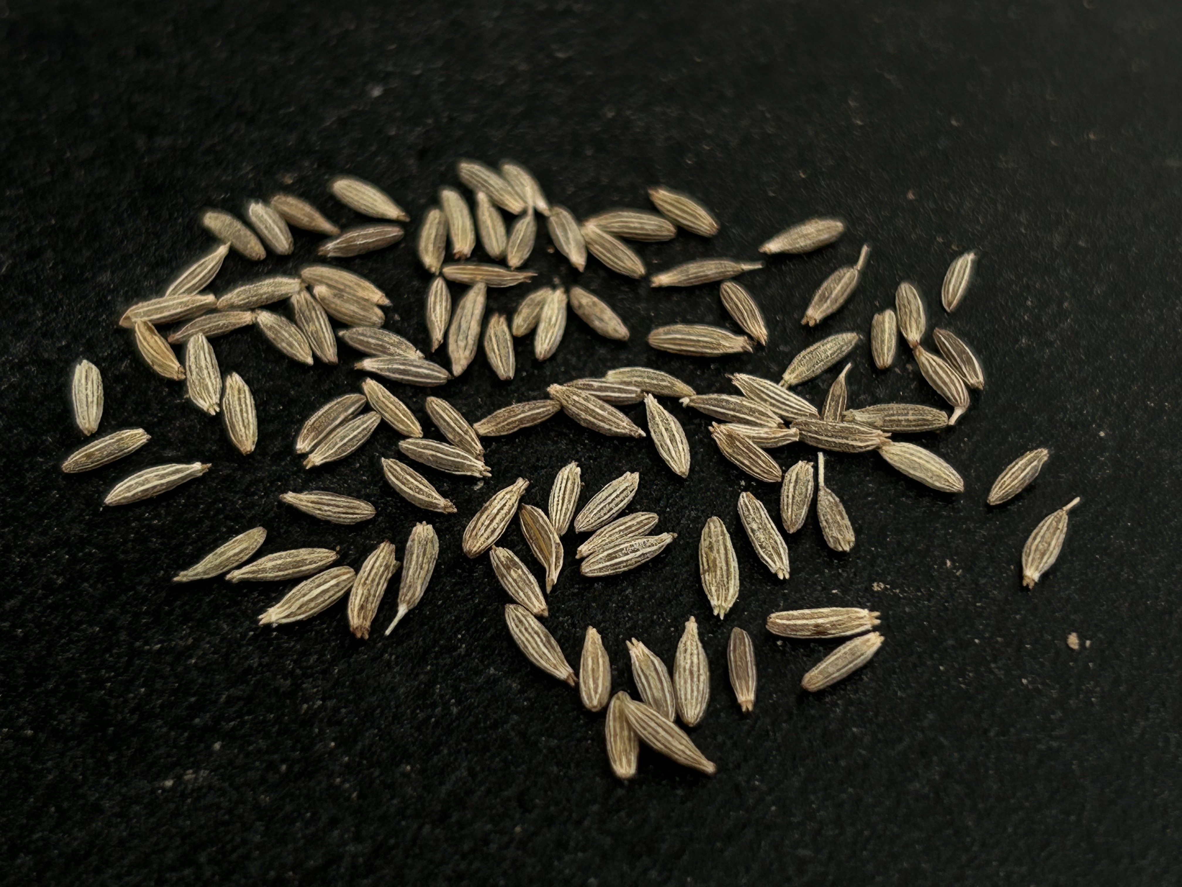 Customized packing Indian cumin seeds jeera 99% purity at wholesale price to bulk importers.