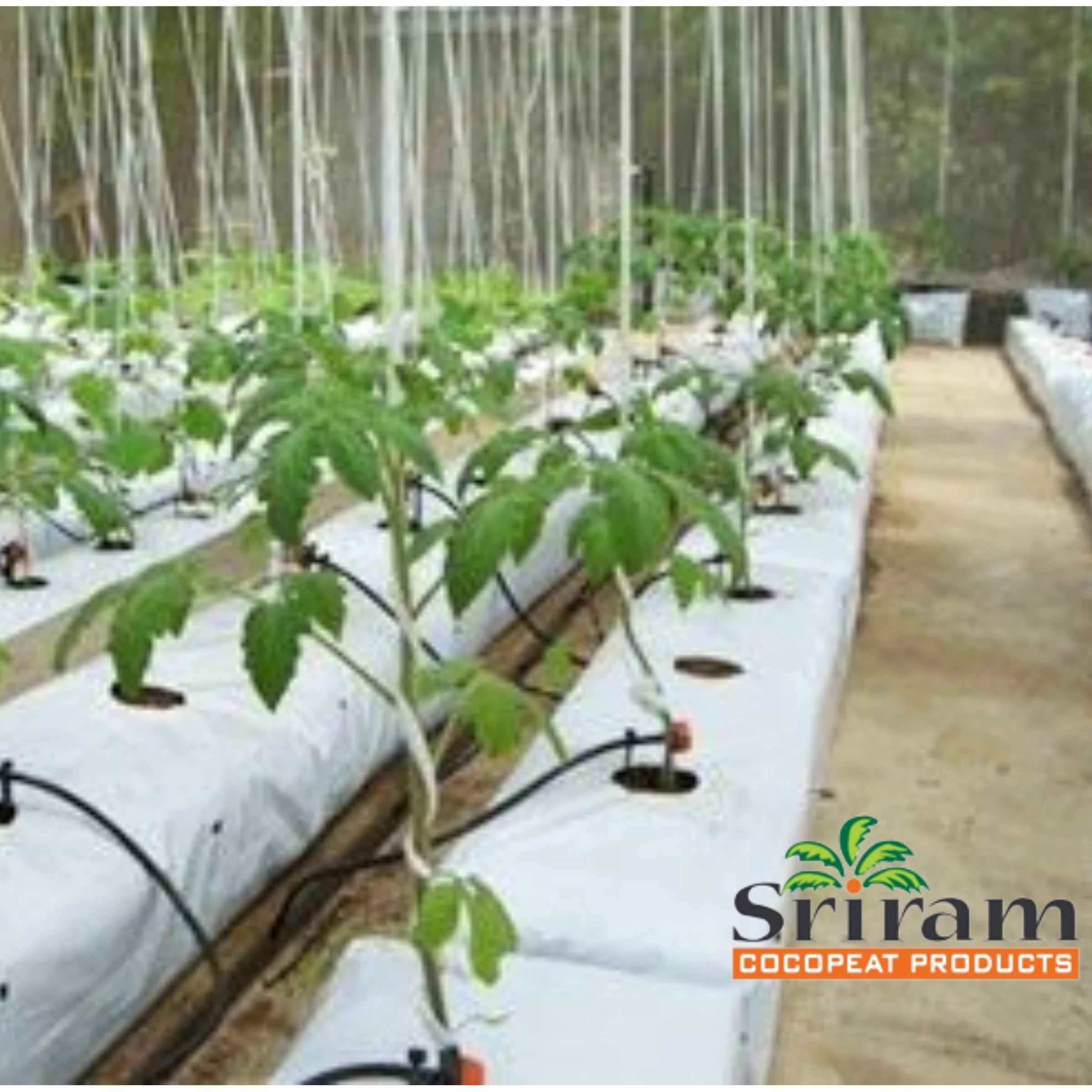 Best Quality Custom size Coco coir Grow bags for Poly Houses and Greenhouses in UK