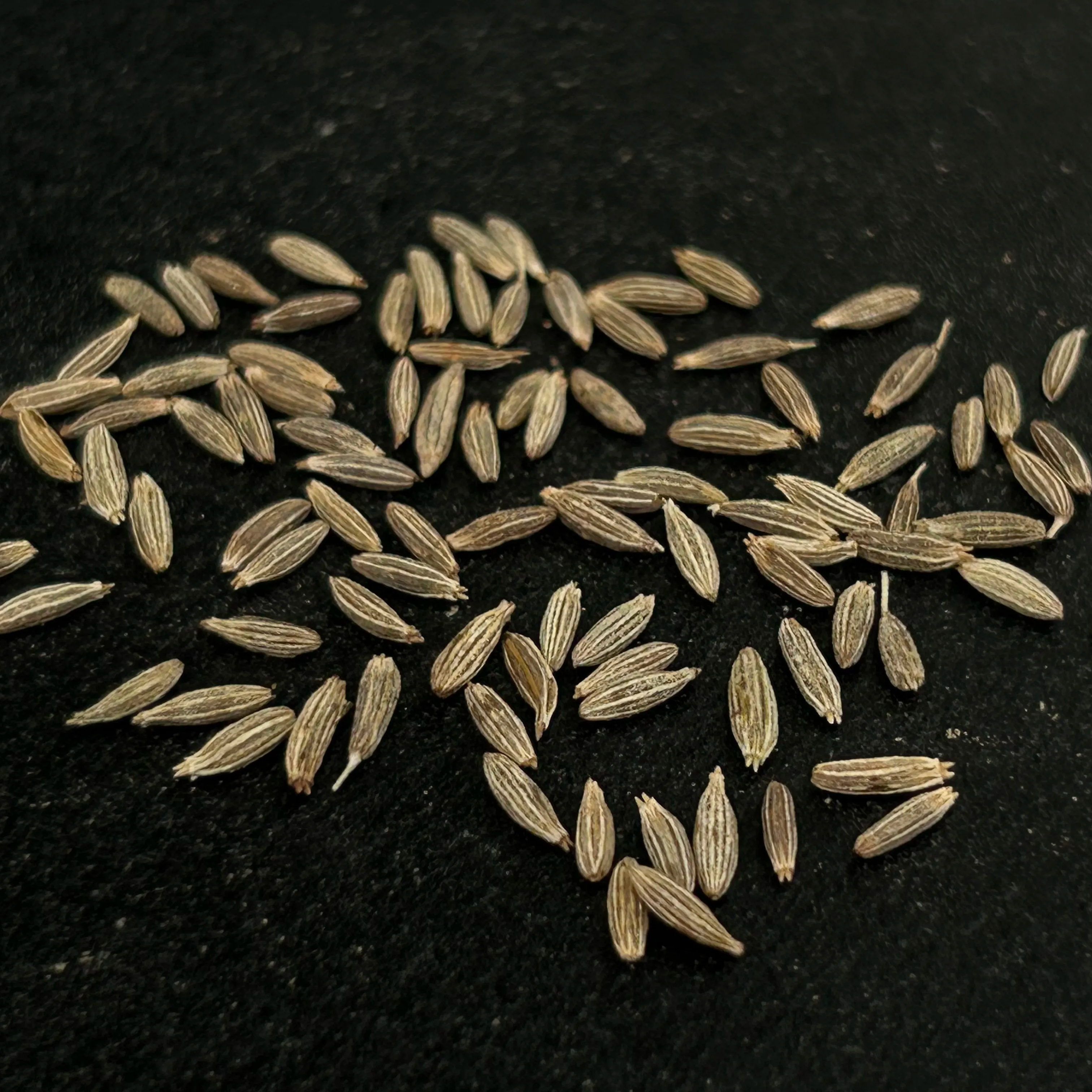 Premium quality 99% purity sortex cleaned single spice Cumin seeds bulk suppliers from India.