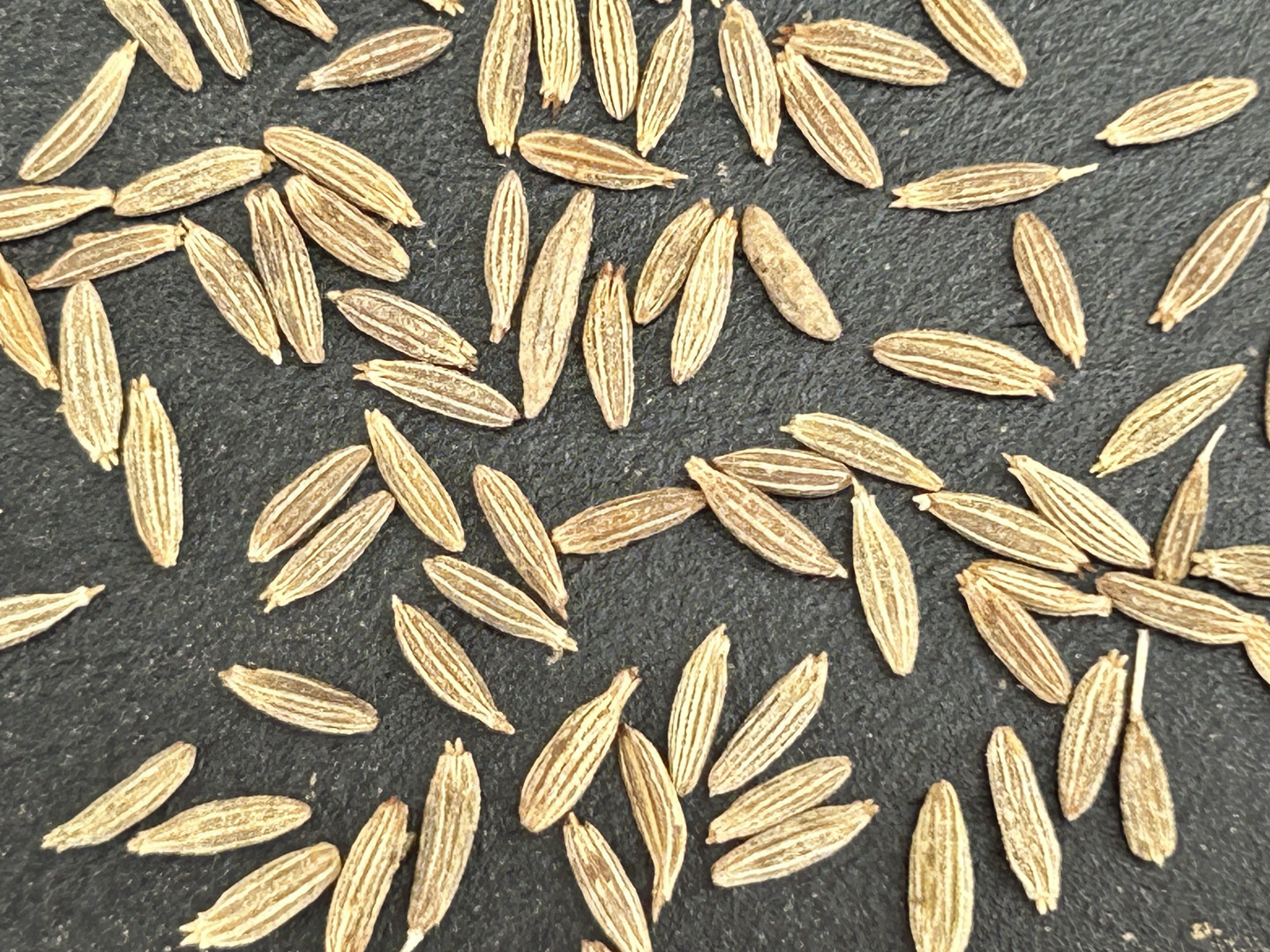 Superior quality 98.5% jeera cumin seeds long shell life bulk suppliers in wholesale price from India.