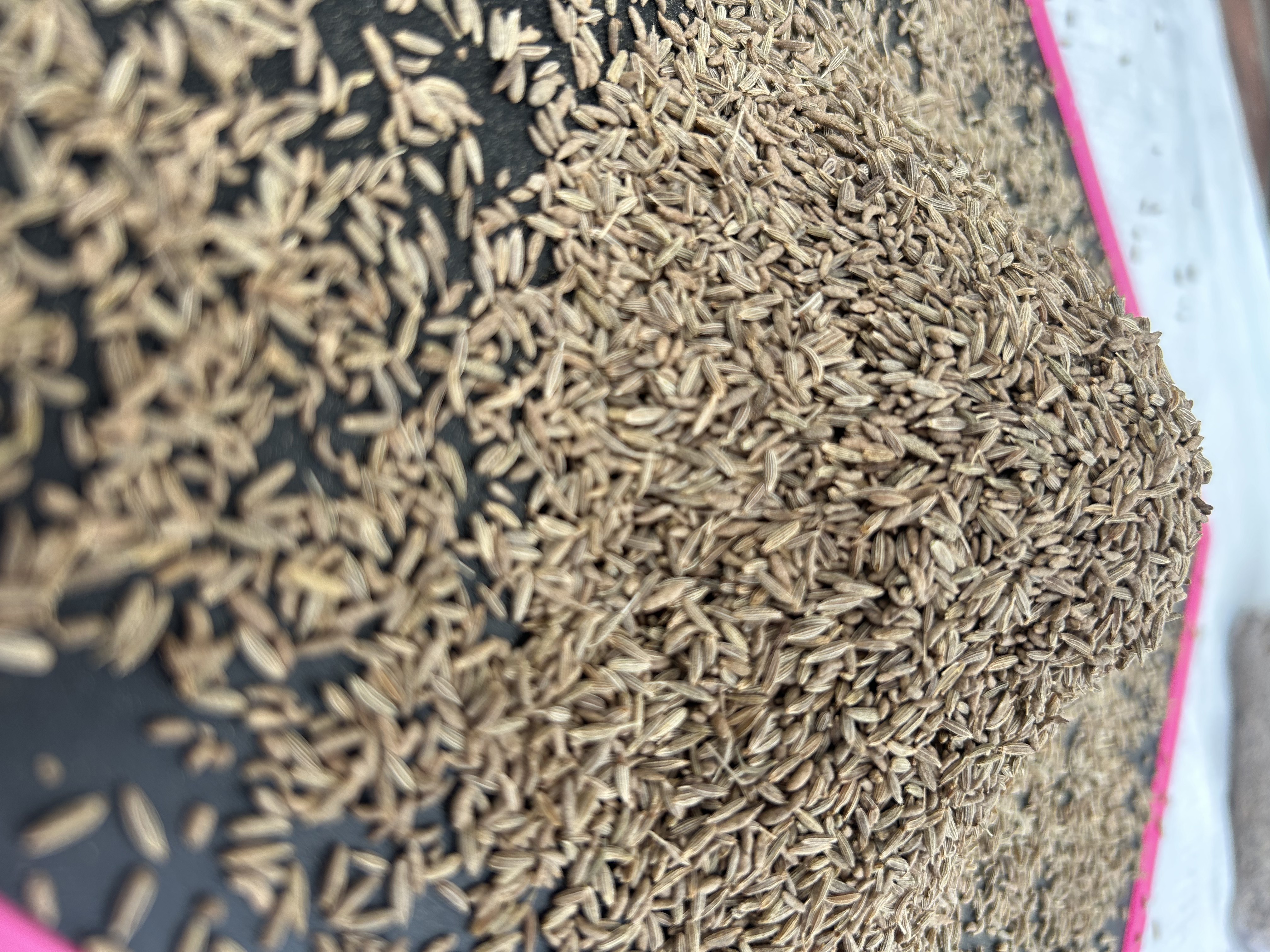 Premium quality 98% purity sortex cleaned single spice Cumin seeds supply from India.