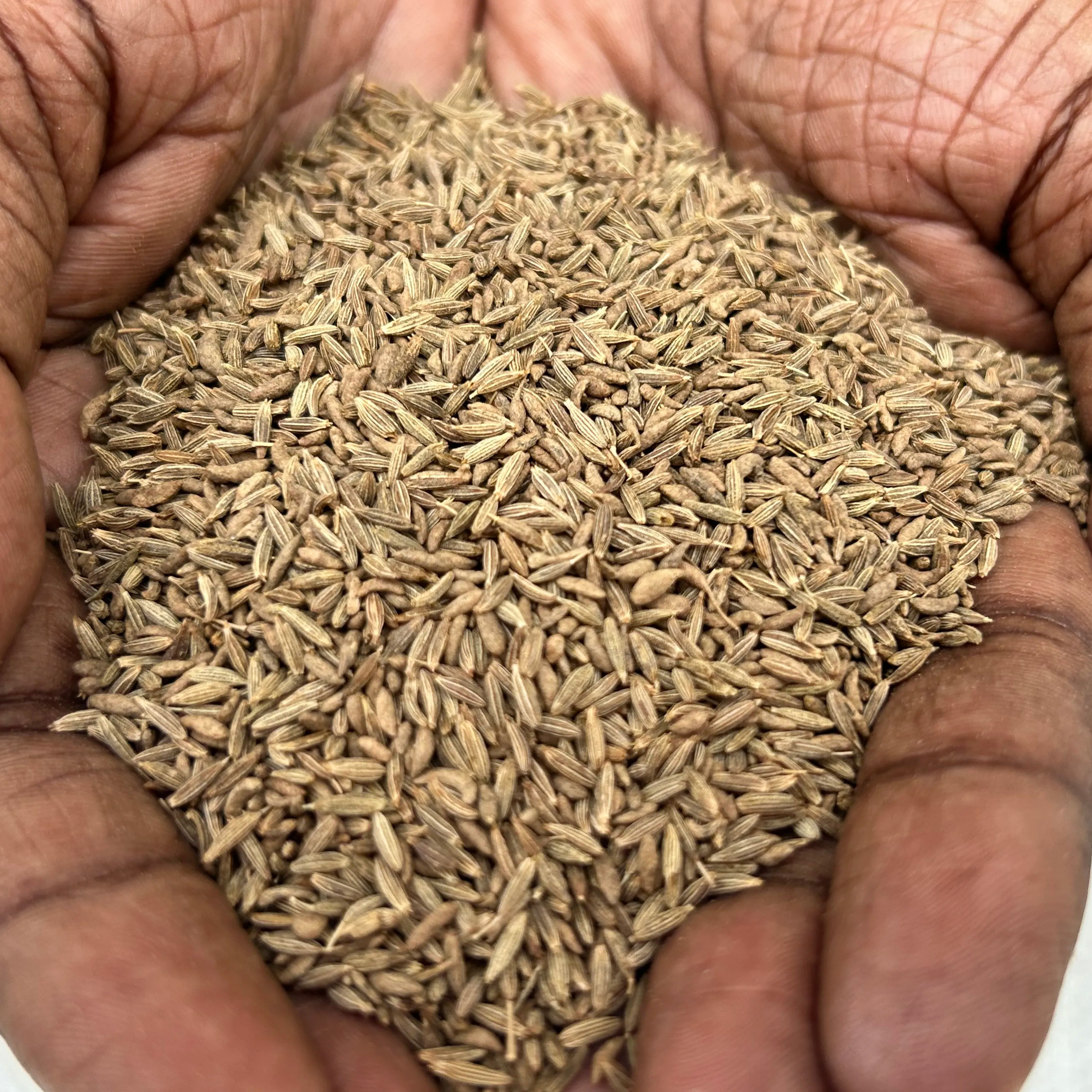 Premium quality 98.5% purity sortex cleaned single spice Cumin seeds bulk exporters from India.