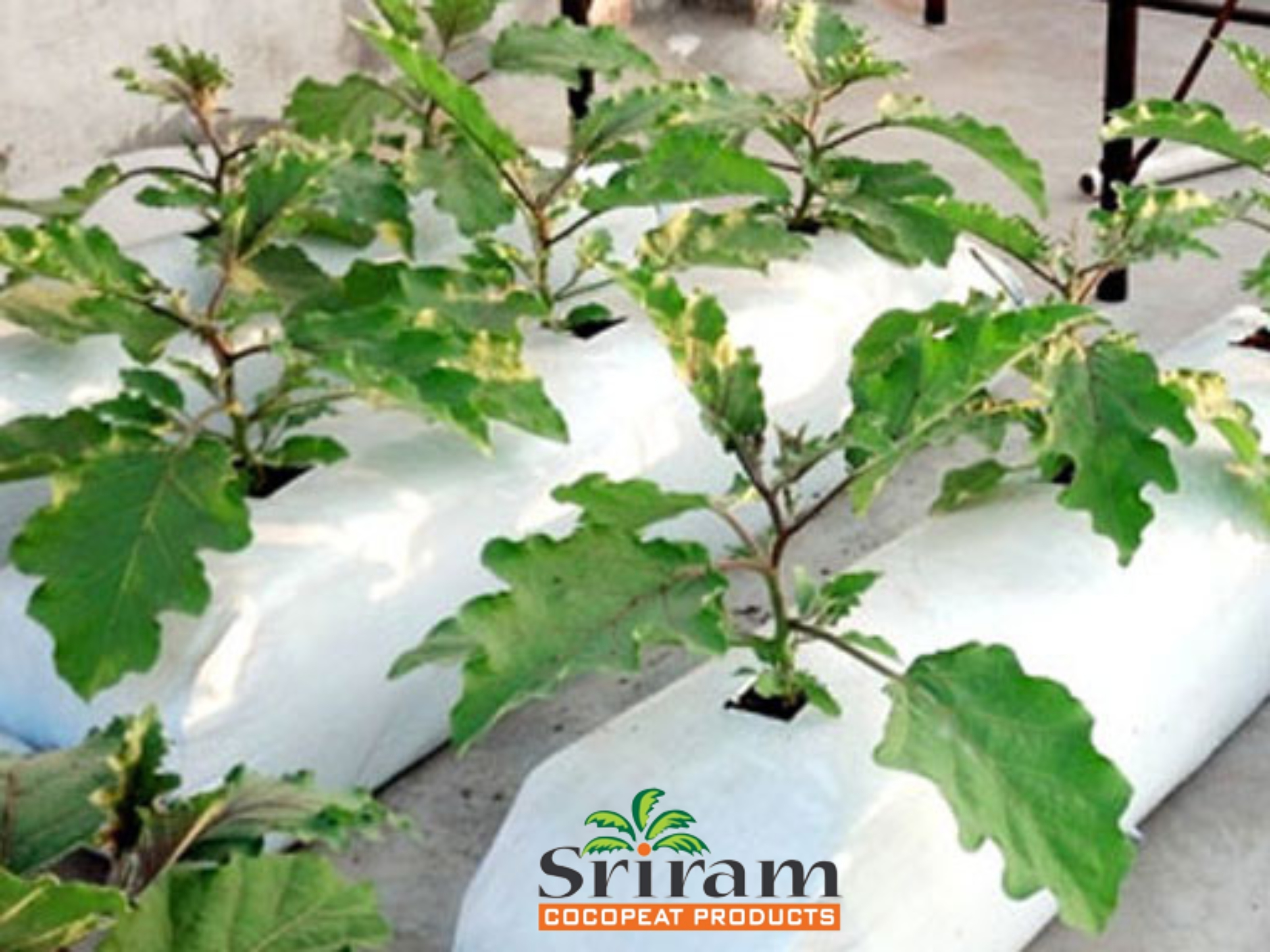 Best Quality Custom size Coco coir Grow bags for Poly Houses and Greenhouses in UK