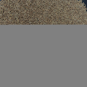 International exporters of Indian cumin seeds jeera 98% purity grade in premium quality for importers.