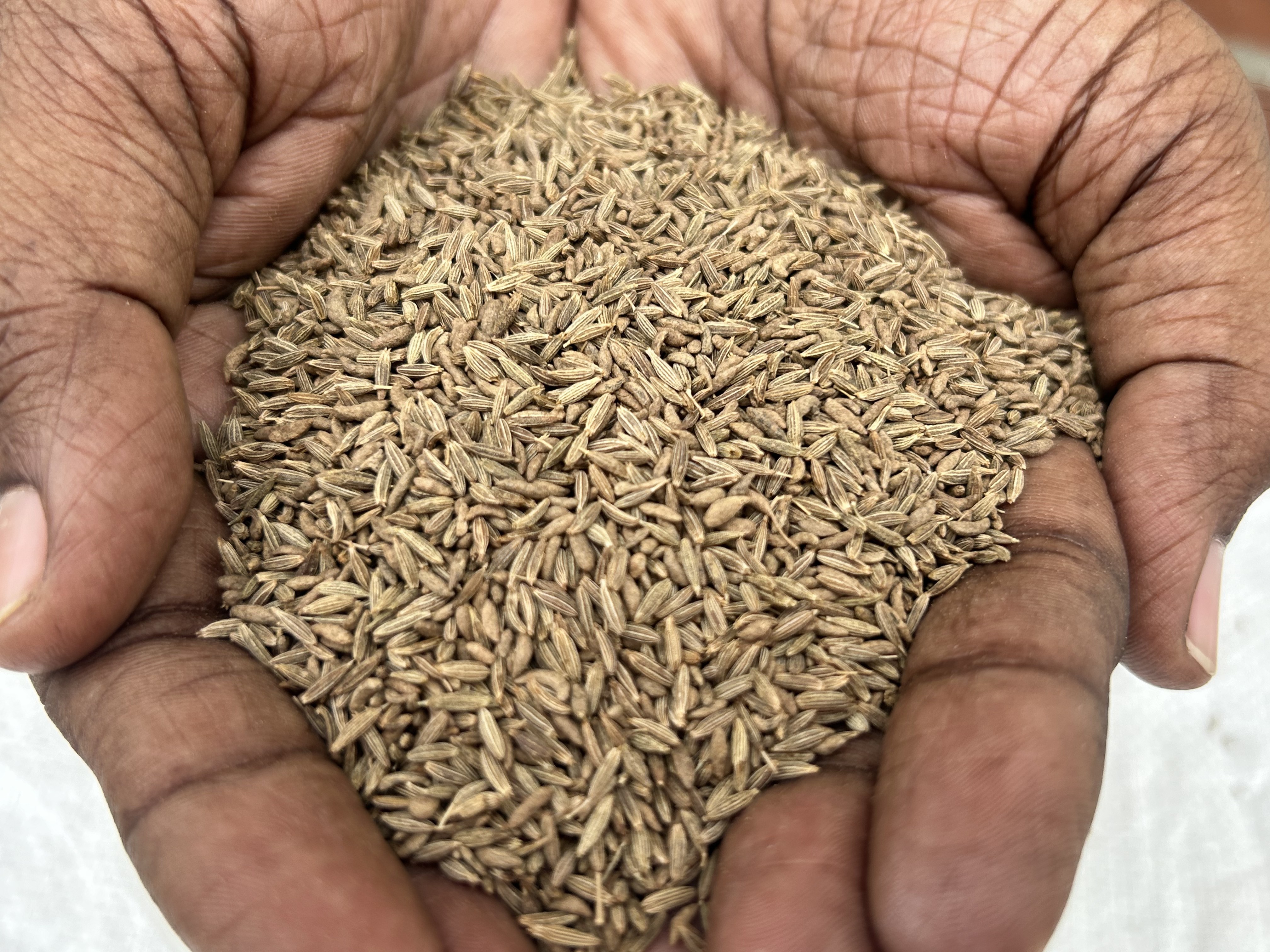 Indian deluxe quality of cumin seeds jeera bulk quantity available at market price for importers.