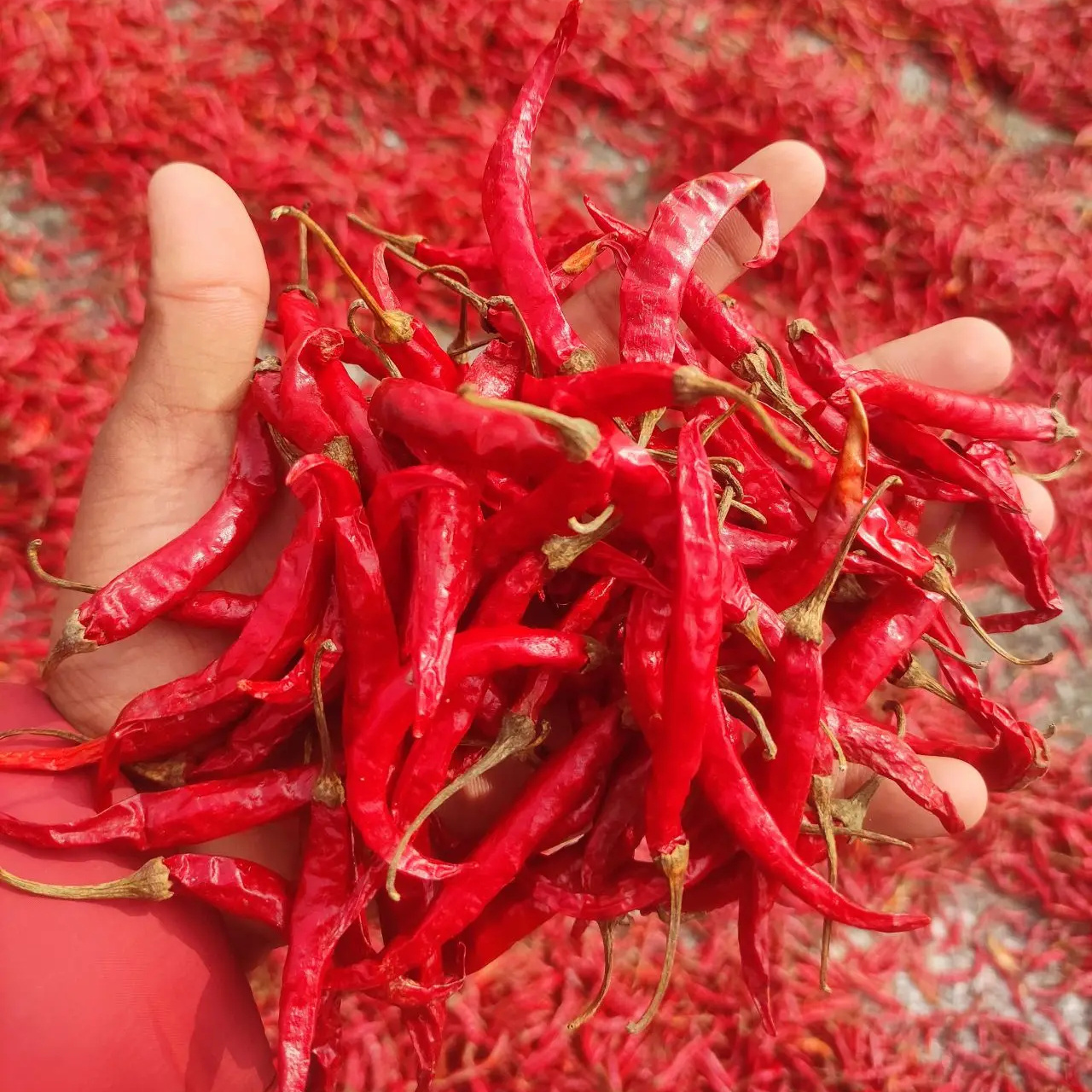 Hot Selling Dry Red Chilli Wholesale Price Fresh Color For Seasoning OEM Packaging from Indian Manufacturer