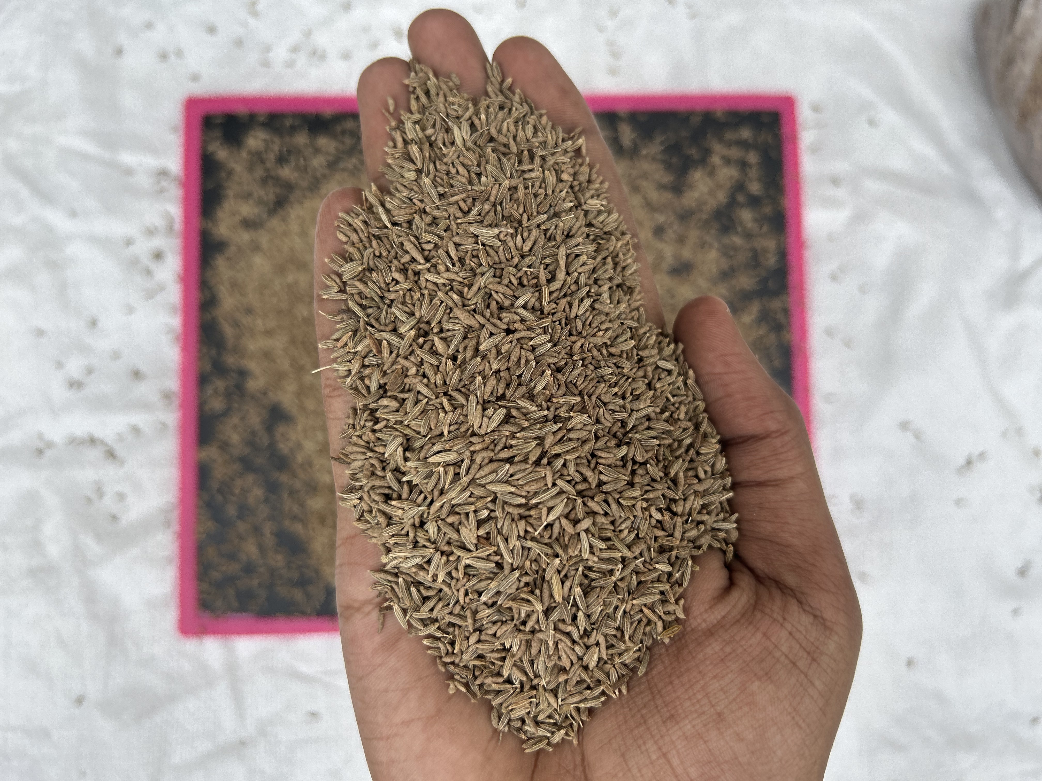 Wholesale price sortex cleaned cumin seeds jeera for food seasoning supply from India.