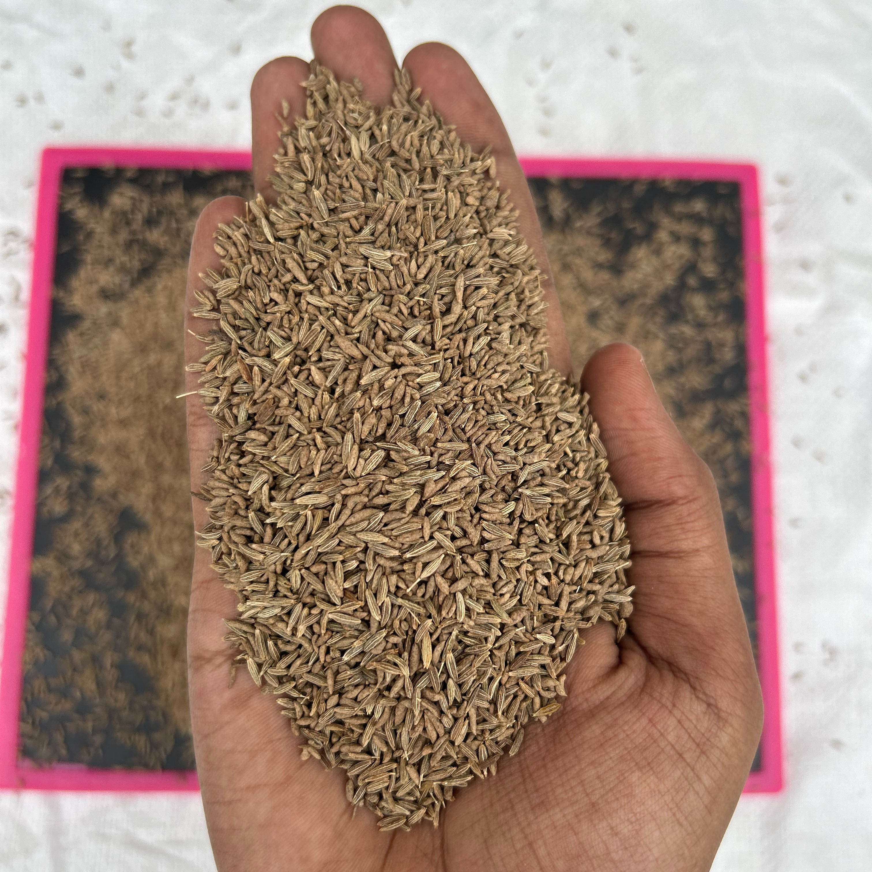 Professional supplier of Indian cumin seeds high quality of 99% purity for food seasoning.