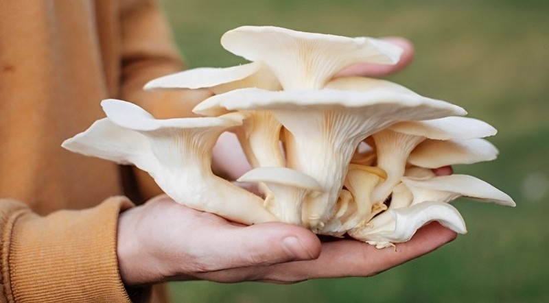 Organic Oyster Mushroom Wholesale Price Buyers Frozen Fresh Oyster Mushrooms Indian Supplier