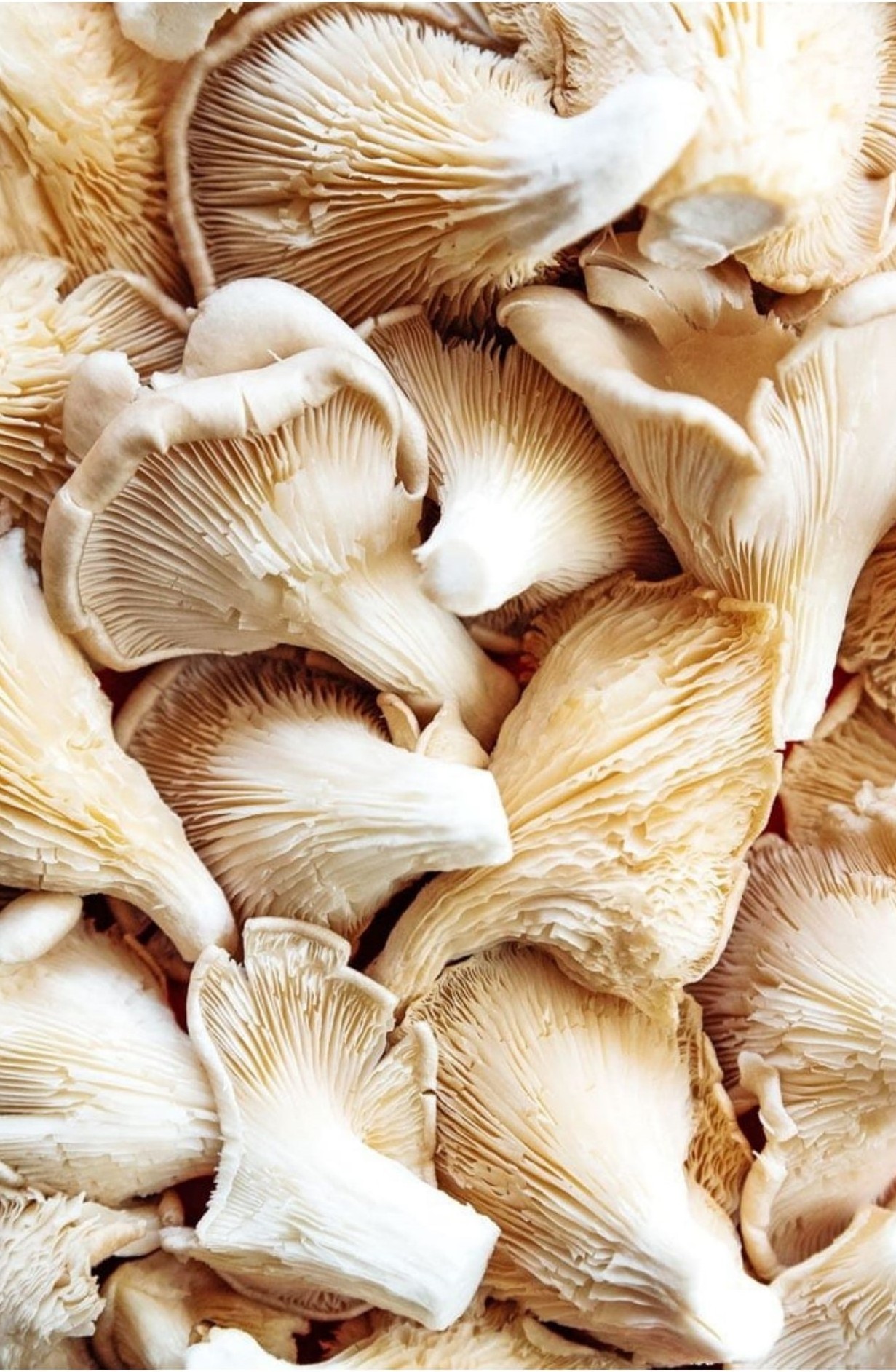 Organic Oyster Mushroom Wholesale Price Buyers Frozen Fresh Oyster Mushrooms Indian Supplier