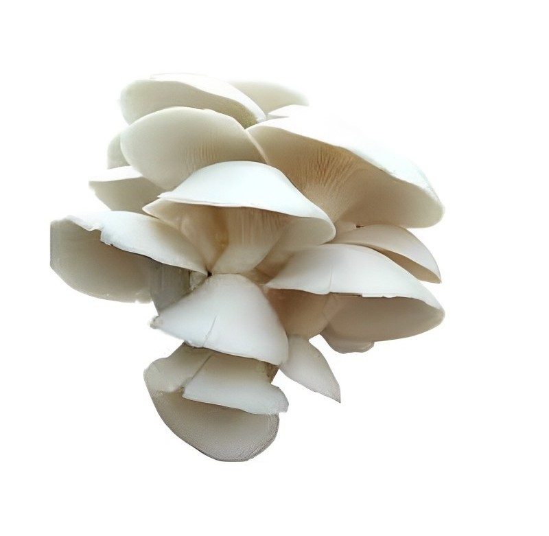 Organic Oyster Mushroom Wholesale Price Buyers Frozen Fresh Oyster Mushrooms Indian Supplier