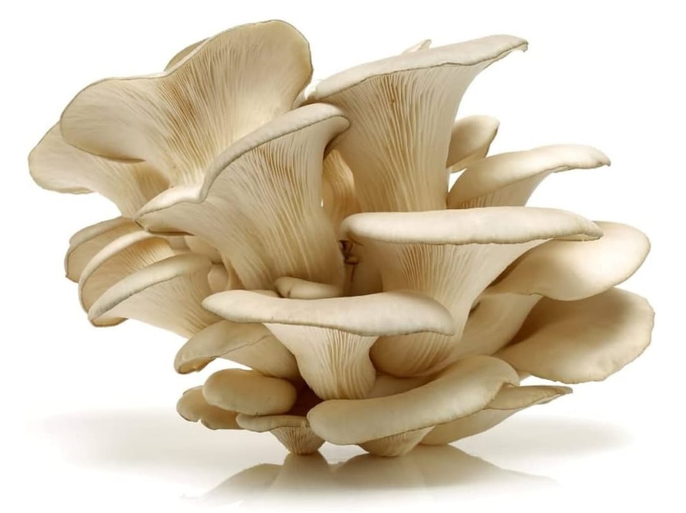 Organic Oyster Mushroom Wholesale Price Buyers Frozen Fresh Oyster Mushrooms Indian Supplier