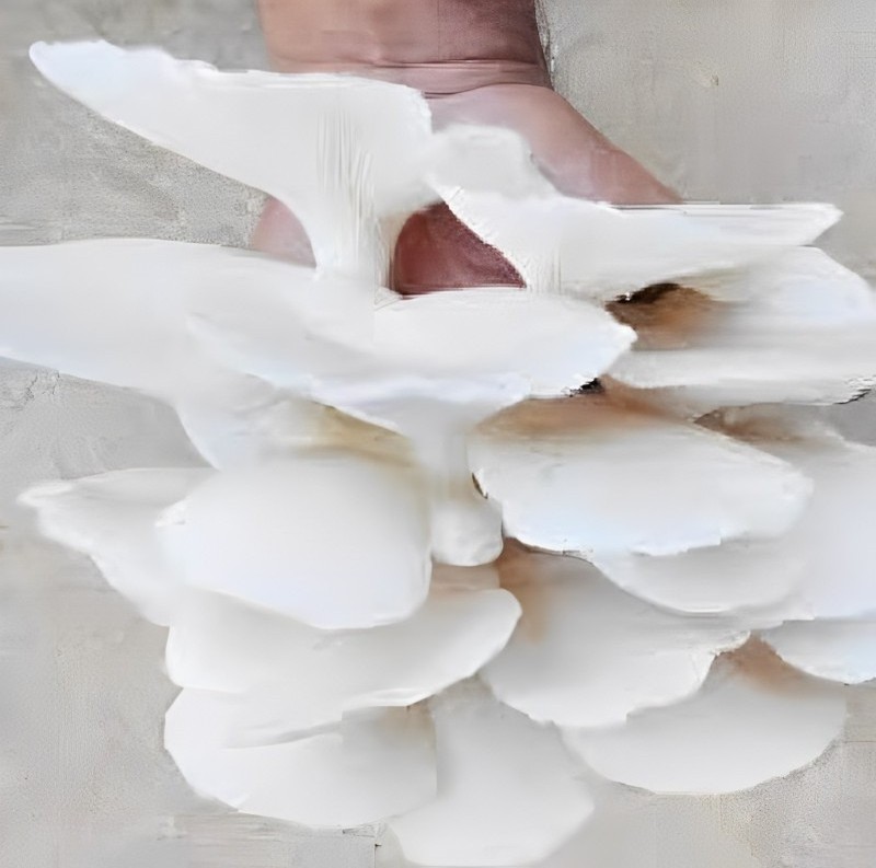 Organic Oyster Mushroom Wholesale Price Buyers Frozen Fresh Oyster Mushrooms Indian Supplier