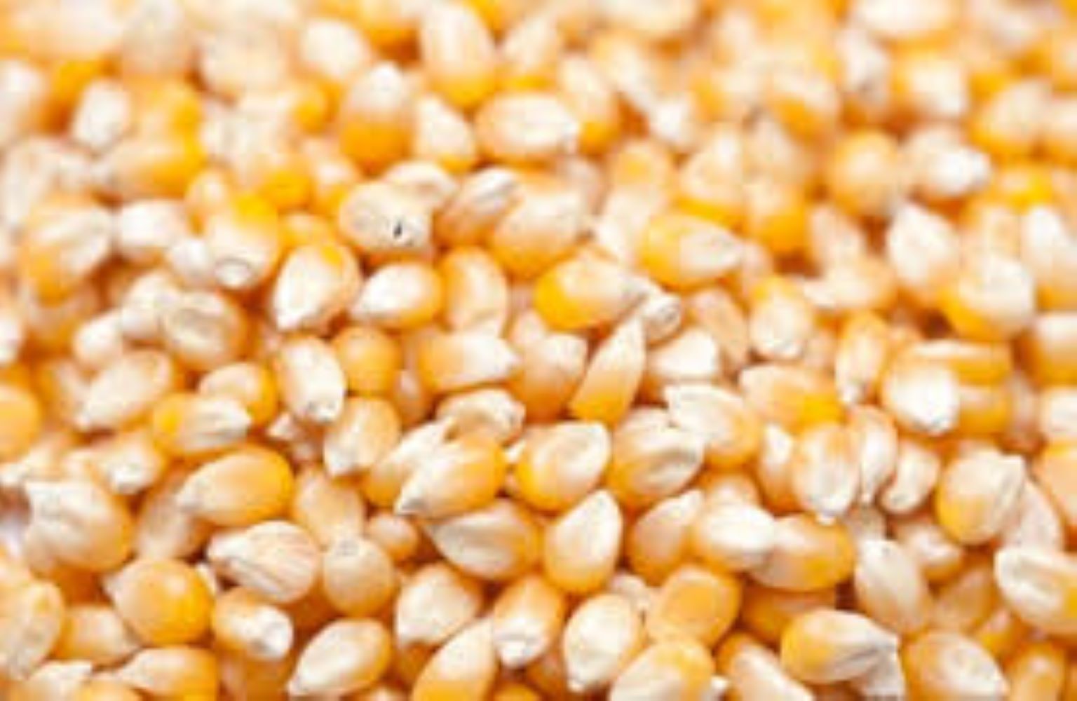 Supplier Factory Price Corn Cob IQF Yellow Sweet Maize Whole Frozen Sweet Corn Cob IQF Frozen Sweet Corn Price