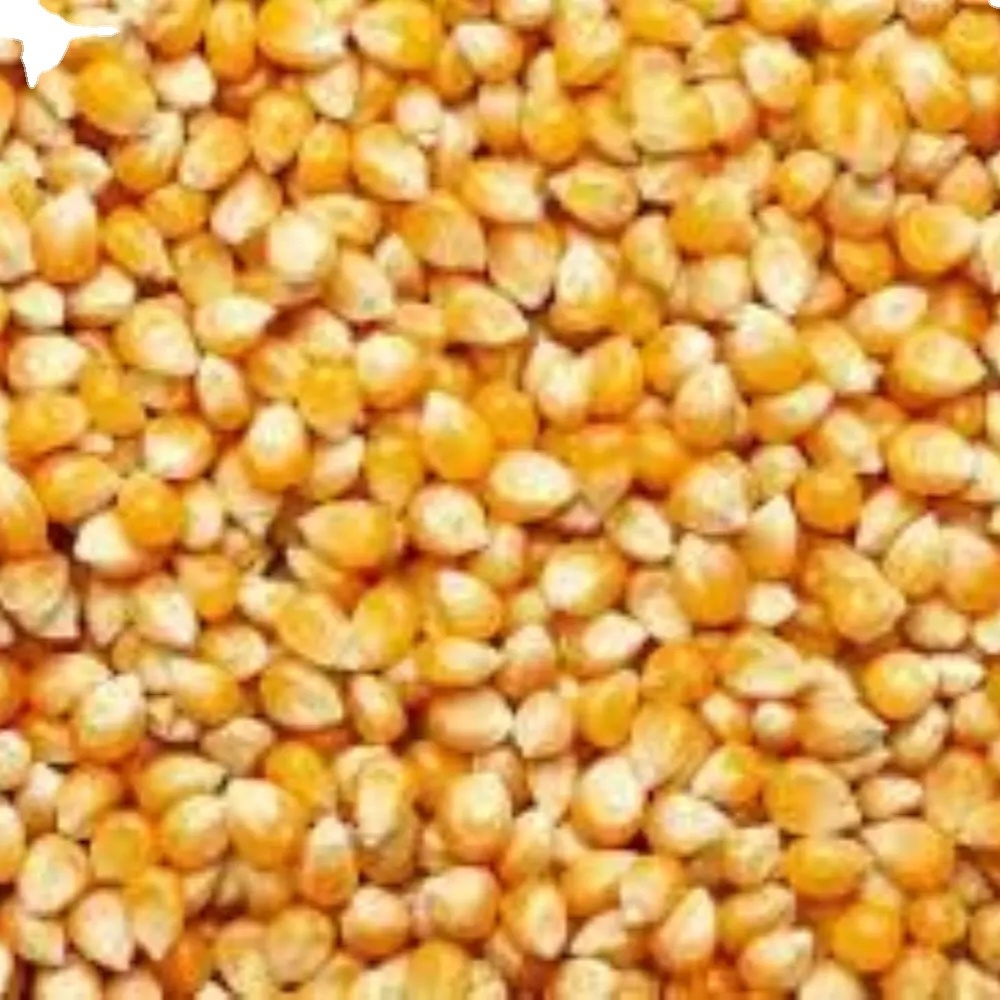 Supplier Factory Price Corn Cob IQF Yellow Sweet Maize Whole Frozen Sweet Corn Cob IQF Frozen Sweet Corn Price