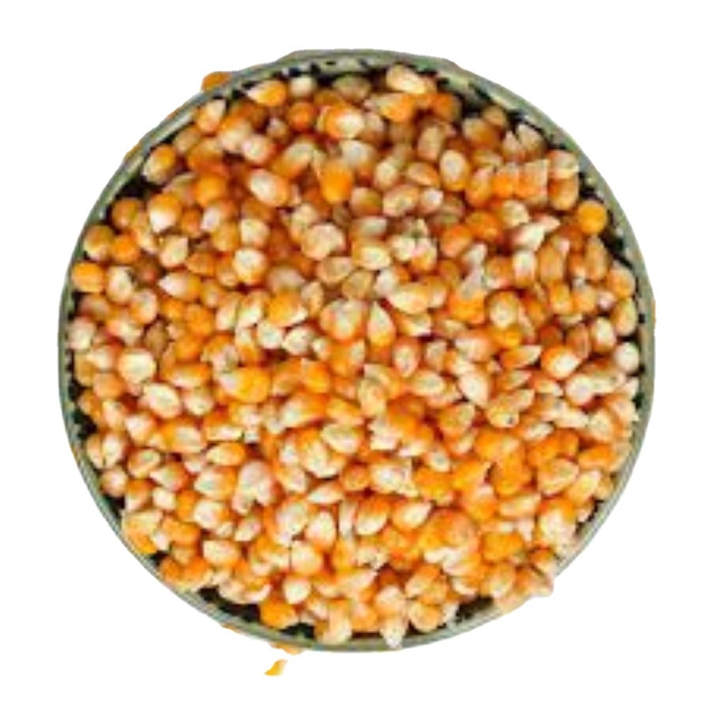 Supplier Factory Price Corn Cob IQF Yellow Sweet Maize Whole Frozen Sweet Corn Cob IQF Frozen Sweet Corn Price