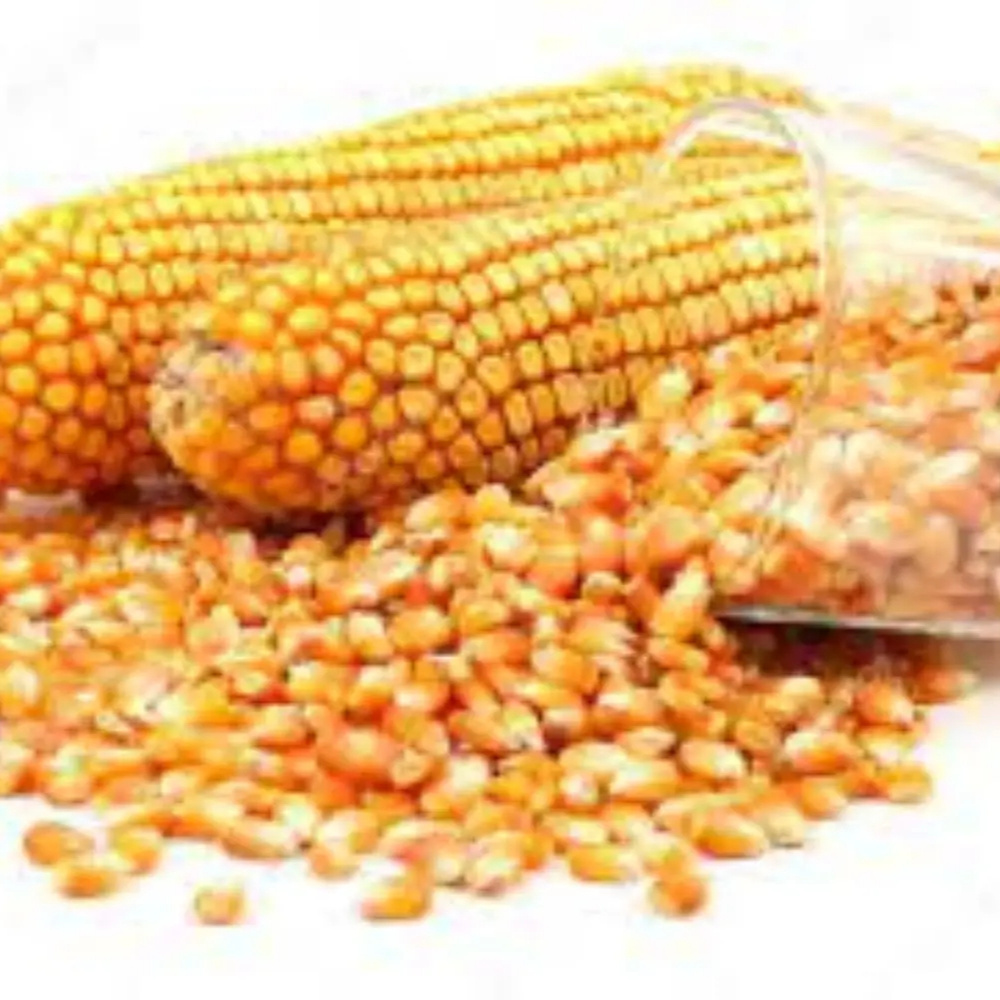 Supplier Factory Price Corn Cob IQF Yellow Sweet Maize Whole Frozen Sweet Corn Cob IQF Frozen Sweet Corn Price