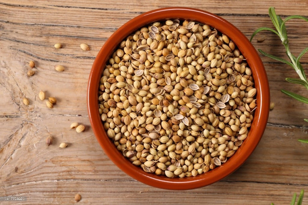 CORIANDER SEED WHOLESALE Natural Dried Coriander Seeds Single Spices and Herbs Dried Coriander at Factory Price INDIAN ORIGINE