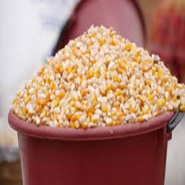 Maize Factory Price Frozen Sweet Corn Cob Frozen Maize Non GMO Yellow Maize Corn from india best quality