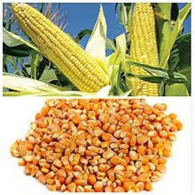 Maize Factory Price Frozen Sweet Corn Cob Frozen Maize Non GMO Yellow Maize Corn from india best quality