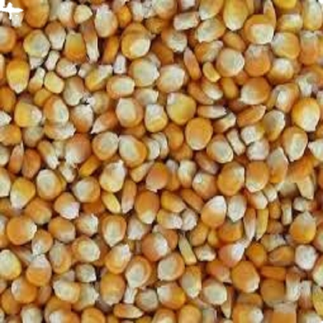 Maize Factory Price Frozen Sweet Corn Cob Frozen Maize Non GMO Yellow Maize Corn from india best quality