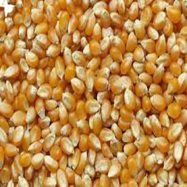 Maize Factory Price Frozen Sweet Corn Cob Frozen Maize Non GMO Yellow Maize Corn from india best quality