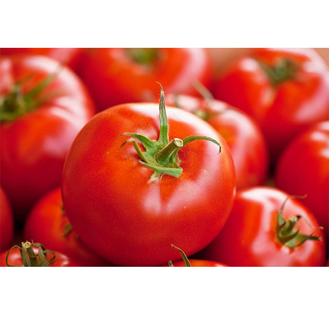 Round Cooking Tomato Seeds Tomato Indian Uttar Pradesh, India Organic 100% High Quality Fresh Red Tomato 1kg Price 10 Kg 2 Month