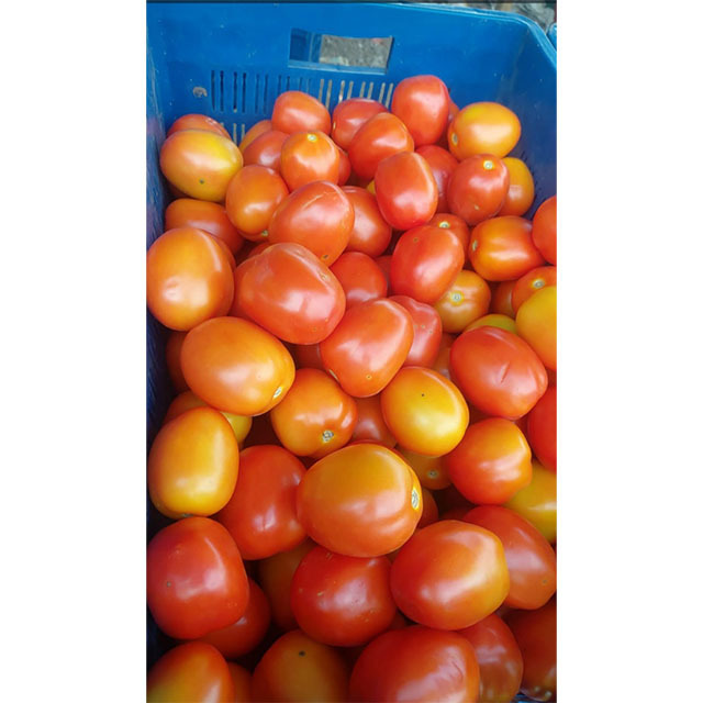 Competitive Price Bulk Fresh Tomatoes / Newest Crop Fresh Tomatoes From Etawah, Uttar Pradesh, India