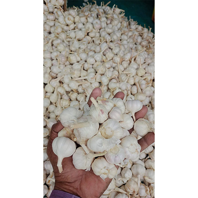 BIG SALE Vietnam white fresh garlic - Wholesale for peeled garlic / solo garlic export to China, EU, USA,