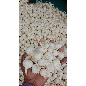 BIG SALE Vietnam white fresh garlic - Wholesale for peeled garlic / solo garlic export to China, EU, USA,