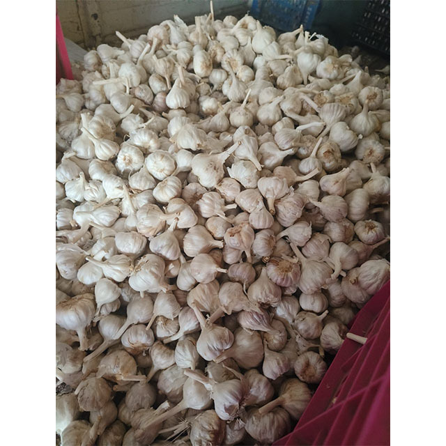 BIG SALE Vietnam white fresh garlic - Wholesale for peeled garlic / solo garlic export to China, EU, USA,