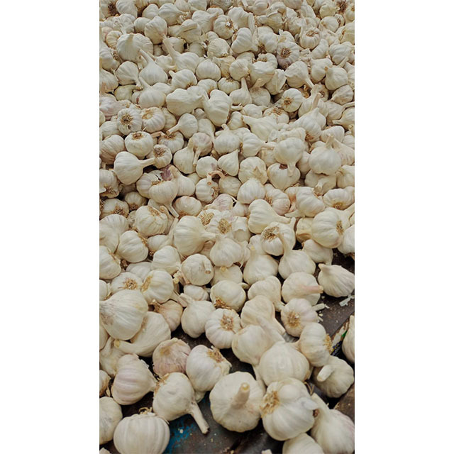 BIG SALE Vietnam white fresh garlic - Wholesale for peeled garlic / solo garlic export to China, EU, USA,