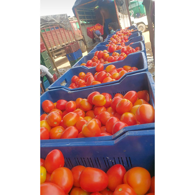 Competitive Price Bulk Fresh Tomatoes / Newest Crop Fresh Tomatoes From Etawah, Uttar Pradesh, India