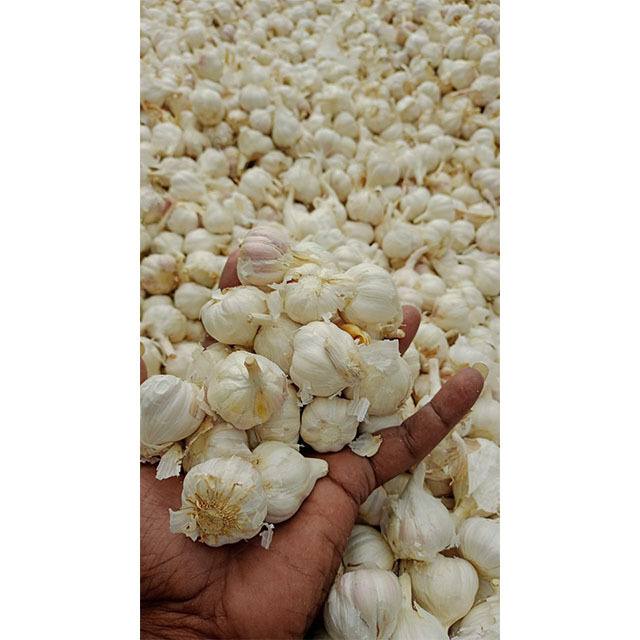 BIG SALE Vietnam white fresh garlic - Wholesale for peeled garlic / solo garlic export to China, EU, USA,