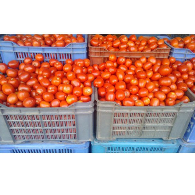 Round Cooking Tomato Seeds Tomato Indian Uttar Pradesh, India Organic 100% High Quality Fresh Red Tomato 1kg Price 10 Kg 2 Month