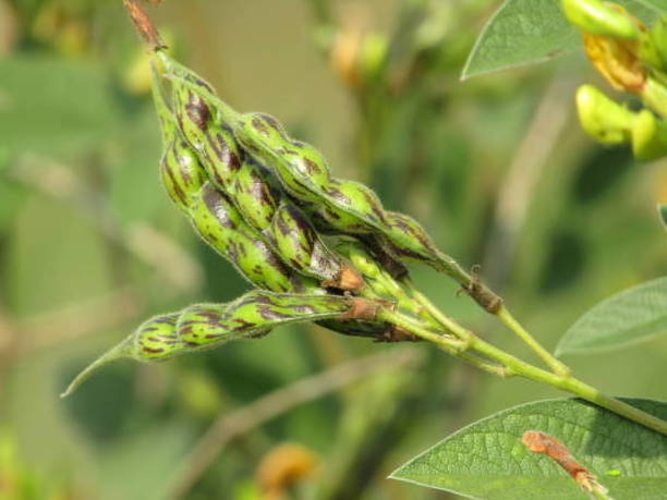 Premium Quality Food Grade Green Pigeon Peas Wholesale Bulk Style Storage Packing and Packaging ready for export