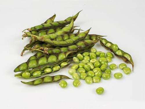 Premium Quality Food Grade Green Pigeon Peas Wholesale Bulk Style Storage Packing and Packaging ready for export