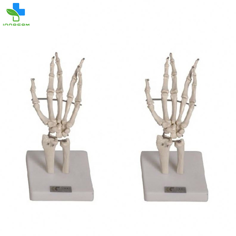 New design precision technology arm scapular and arm bone model Hand Joint Model in medical teaching for sale