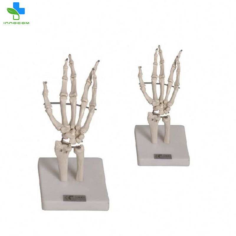 New design precision technology arm scapular and arm bone model Hand Joint Model in medical teaching for sale