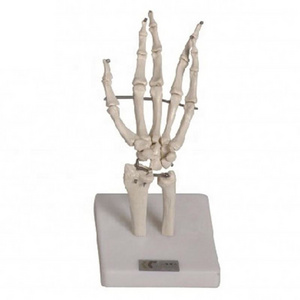 New design precision technology arm scapular and arm bone model Hand Joint Model in medical teaching for sale