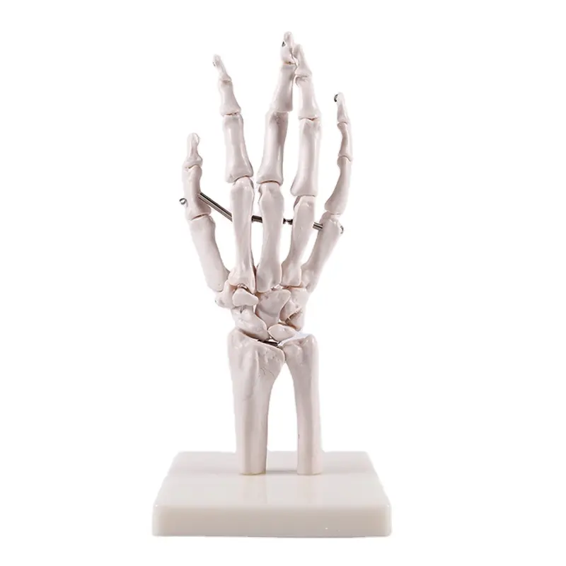 Medical Science Life-Size Hand Joint Anatomical Model Human Education Skeleton Life-Size Hand Joint Model