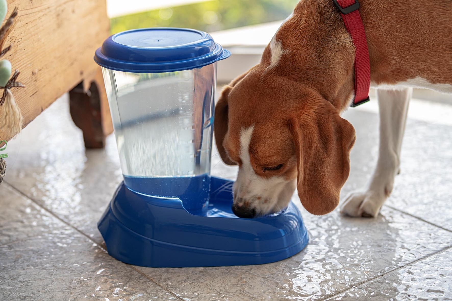 Ferplast Water Dispenser NADIR for Dogs and Cats, 3L capacity