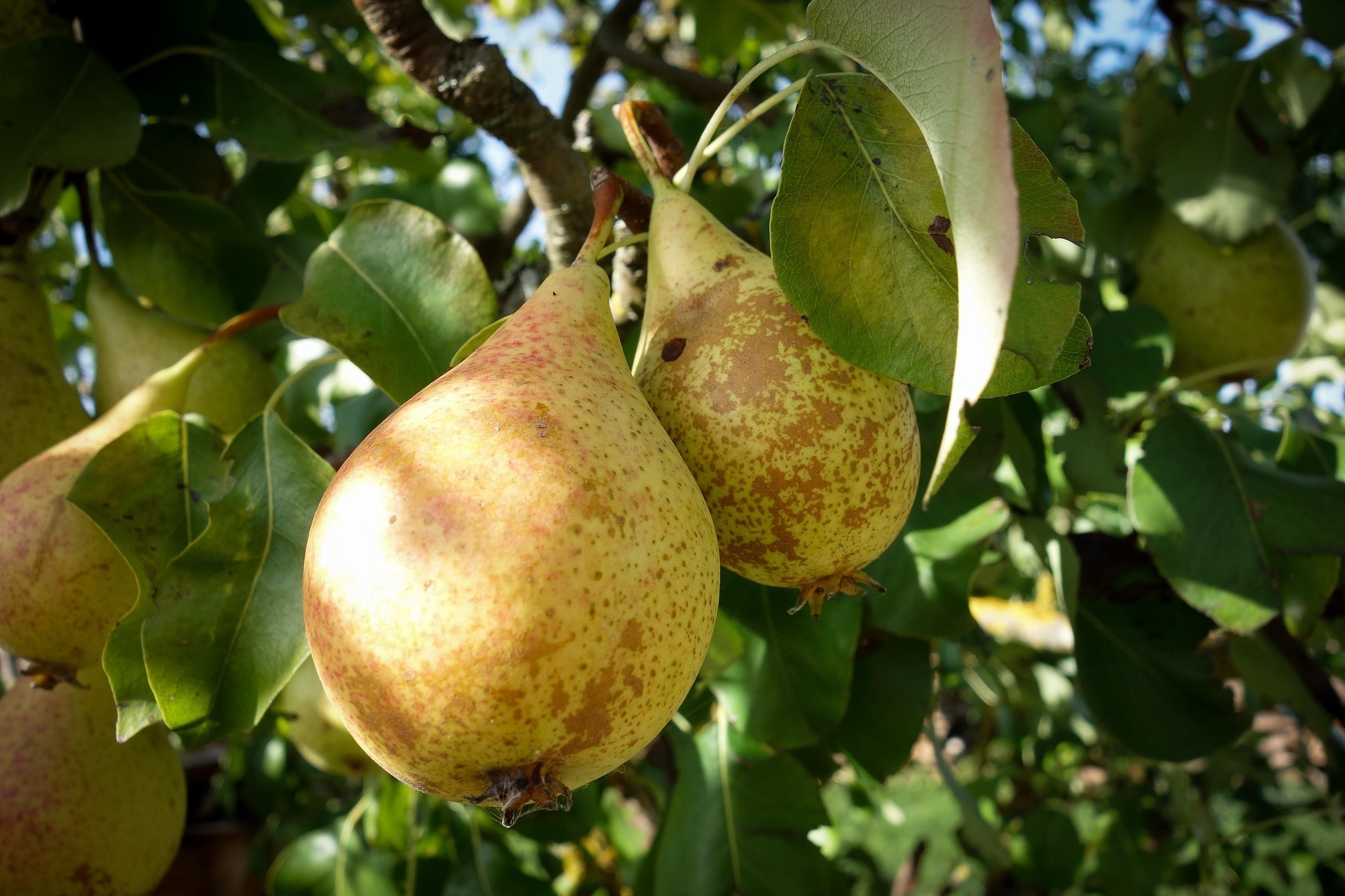 High quality organic pear juice 100% of fruit made in italy 200ml