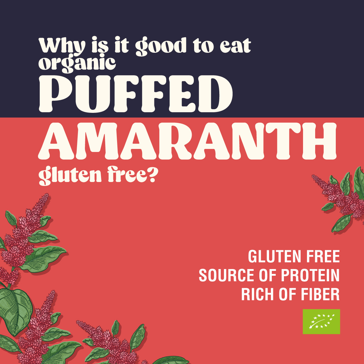 Puffed Amaranth Organic Bio Gluten Free Cereal for Breakfast Sweet Snack Italian High Quality Product