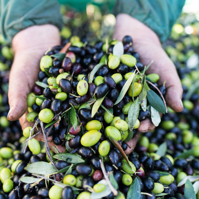 ITALIAN OLIVE OIL CONSISTING OF REFINED OLIVE OILS AND EXTRA VIRGIN OLIVE OILS MASTURZO TINNED 5 L FOR ALL COOKING PURPOSES