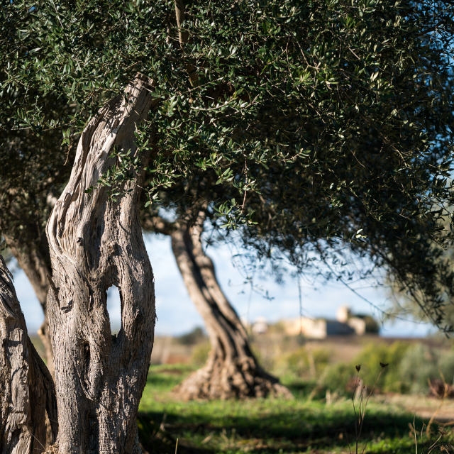 ITALIAN OLIVE OIL CONSISTING OF REFINED OLIVE OILS AND EXTRA VIRGIN OLIVE OILS MASTURZO TINNED 5 L FOR ALL COOKING PURPOSES